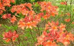 Mauvilla Gold Aromi Azalea (Rhododendron Hybrid) - 3 Gallon Pot 10 Mauvilla Gold Aromi Azalea (Rhododendron Hybrid) - 3 Gallon Pot -Outdoor Garden Store Native Azalea Mauvila Gold 1
