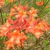 Mauvilla Gold Aromi Azalea (Rhododendron Hybrid) - 3 Gallon Pot 2 Mauvilla Gold Aromi Azalea (Rhododendron Hybrid) - 3 Gallon Pot -Outdoor Garden Store Native Azalea Mauvila Gold 10