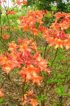 Mauvilla Gold Aromi Azalea (Rhododendron Hybrid) - 3 Gallon Pot 11 Mauvilla Gold Aromi Azalea (Rhododendron Hybrid) - 3 Gallon Pot -Outdoor Garden Store Native Azalea Mauvila Gold 2