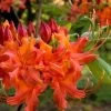 Oconee Native Azalea - Rhododendron Flammeum Speciosum - 1 Gallon Pot 2 Oconee Native Azalea - Rhododendron Flammeum Speciosum - 1 Gallon Pot -Outdoor Garden Store Native Azalea Oconee Flammeum 11