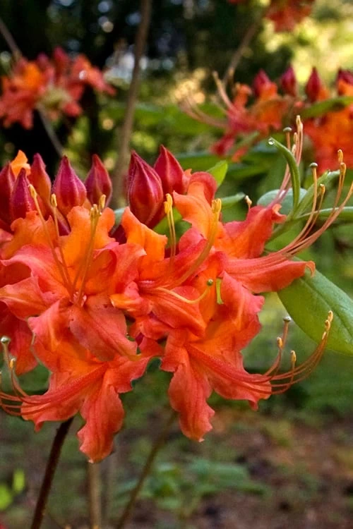 Oconee Native Azalea - Rhododendron Flammeum Speciosum - 1 Gallon Pot 3 Oconee Native Azalea - Rhododendron Flammeum Speciosum - 1 Gallon Pot