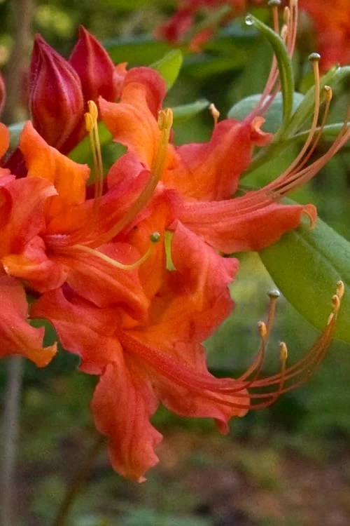 Oconee Native Azalea - Rhododendron Flammeum Speciosum - 1 Gallon Pot 6 Oconee Native Azalea - Rhododendron Flammeum Speciosum - 1 Gallon Pot - Image 4