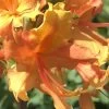 Orange Marmalade Native Azalea - 3 Gallon Pot 1 Orange Marmalade Native Azalea - 3 Gallon Pot -Outdoor Garden Store Native Azalea Orange Marrmalade 1