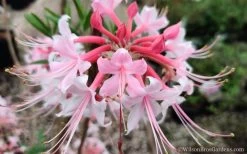 Varnadoes Phlox Pink Native Azalea - Rhododendron Canescens - 3 Gallon Pot -Outdoor Garden Store Native Azalea Phlox Pink 30