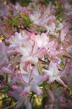 Pink Alabama Native Azalea - Rhododendron - 3 Gallon Pot