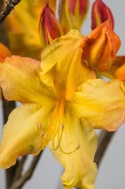 Solar Flare Sunbow Azalea - 3 Gallon Pot 11 Solar Flare Sunbow Azalea - 3 Gallon Pot -Outdoor Garden Store Native Azalea Solar Flare Sunbow BS