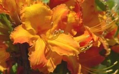 Solar Glow Sunbow Azalea - 2 Gallon Pot -Outdoor Garden Store Native Azalea Solar Glow 2