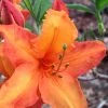 Solar Glow Sunbow Azalea - 2 Gallon Pot 2 Solar Glow Sunbow Azalea - 2 Gallon Pot -Outdoor Garden Store Native Azalea Solar Sunglow 1