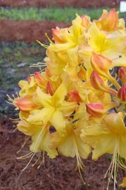 Solar Flare Sunbow Azalea - 3 Gallon Pot 12 Solar Flare Sunbow Azalea - 3 Gallon Pot -Outdoor Garden Store Native Azalea Solor Flare Sunbow 2