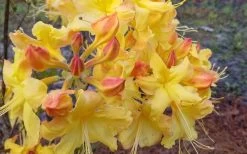 Solar Flare Sunbow Azalea - 3 Gallon Pot 13 Solar Flare Sunbow Azalea - 3 Gallon Pot -Outdoor Garden Store Native Azalea Solor Flare Sunbow 3