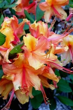 Tallulah Sunrise Native Azalea (Rhododendron) - 1 Gallon Pot 17 Tallulah Sunrise Native Azalea (Rhododendron) - 1 Gallon Pot -Outdoor Garden Store Native Azalea Tallulah Sunrise 21