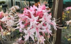 Varnadoes Phlox Pink Native Azalea - Rhododendron Canescens - 3 Gallon Pot -Outdoor Garden Store Native Azalea Varnadoes Pink Phlox 50