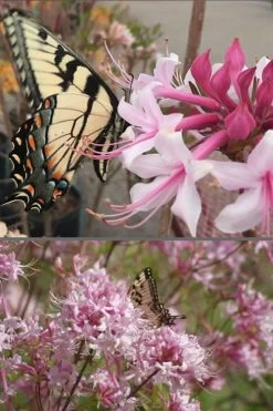 Varnadoes Phlox Pink Native Azalea - Rhododendron Canescens - 3 Gallon Pot -Outdoor Garden Store Native Azalea Varnadoes Pink Phlox 55