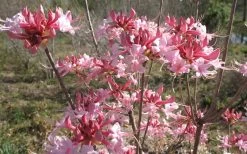 Varnadoes Phlox Pink Native Azalea - Rhododendron Canescens - 3 Gallon Pot -Outdoor Garden Store Native Azalea Varnadoes pink Blooms 3