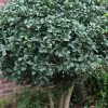 Wheeler's Cold Hardy Fragrant Tea Olive (Osmanthus) - 3 Gallon Pot 1 Wheeler's Cold Hardy Fragrant Tea Olive (Osmanthus) - 3 Gallon Pot -Outdoor Garden Store Osmanthus Carl Wheeler 10