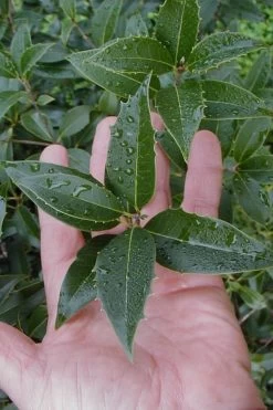 Wheeler's Cold Hardy Fragrant Tea Olive (Osmanthus) - 3 Gallon Pot -Outdoor Garden Store Osmanthus Carl Wheeler 6
