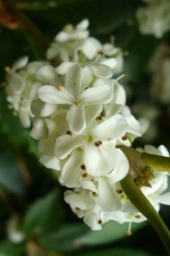 Wheeler's Cold Hardy Fragrant Tea Olive (Osmanthus) - 3 Gallon Pot -Outdoor Garden Store Osmanthus Carl Wheeler 9