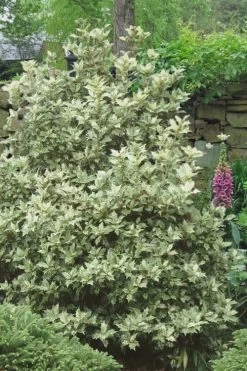 Goshiki Osmanthus (Variegated False Holly) - 1 Gallon Pot -Outdoor Garden Store Osmanthus Goshiki 20 2