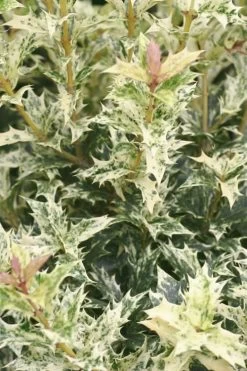 Goshiki Osmanthus (Variegated False Holly) - 1 Gallon Pot -Outdoor Garden Store Osmanthus Goshiki 21 2