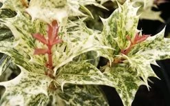 Goshiki Osmanthus (Variegated False Holly) - 1 Gallon Pot -Outdoor Garden Store Osmanthus Goshiki Foliage Closeup 2 2