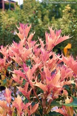 Party Lights Pink Flush Tea Olive - Osmanthus Heterophyllus - 5 Gallon Pot -Outdoor Garden Store Osmanthus Party Lights 11