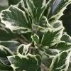 Fragrant Variegated Tea Olive - Osmanthus Heterophyllus 'Variegatus' - 3 Gallon Pot -Outdoor Garden Store Osmanthus Variegated 500x750 1