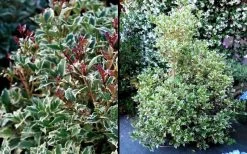 Fragrant Variegated Tea Olive - Osmanthus Heterophyllus 'Variegatus' - 3 Gallon Pot 11 Fragrant Variegated Tea Olive - Osmanthus Heterophyllus 'Variegatus' - 3 Gallon Pot -Outdoor Garden Store Osmanthus Variegated False Holly 2