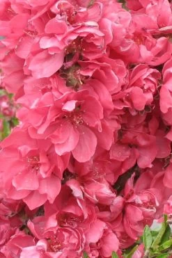 Bonanza Dwarf Patio Peach Tree - 5 Gallon -Outdoor Garden Store Peach Bonanza 3