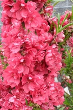 Bonanza Dwarf Patio Peach Tree - 3 Gallon Pot -Outdoor Garden Store Peach Bonanza 4 1