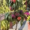 Bonanza Dwarf Patio Peach Tree - 3 Gallon Pot -Outdoor Garden Store Peach Bonanza 6 1