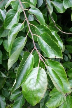 American Persimmon Tree (Diospyros Virginiana) - 3 Pack Of 1.5 Quart Pots -Outdoor Garden Store Persimmon American 3