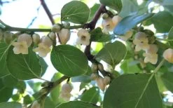 American Persimmon Tree (Diospyros Virginiana) - 3 Pack Of 1.5 Quart Pots -Outdoor Garden Store Persimmon American 5