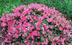 Chinzan Dwarf Azalea - 3 Gallon Pot -Outdoor Garden Store Picture Azalea Chinzan 2
