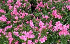 Chinzan Dwarf Azalea - 3 Gallon Pot -Outdoor Garden Store Picture Azalea Chinzan