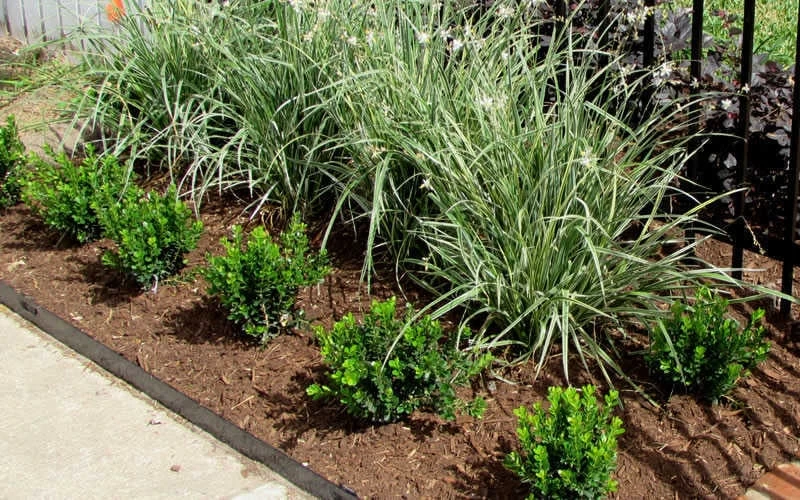 Baby Gem Boxwood - 7 Gallon Pot 7 Baby Gem Boxwood - 7 Gallon Pot - Image 5