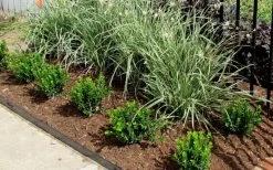 Baby Gem Boxwood - 6 Pack Of 1 Gallon Pots 14 Baby Gem Boxwood - 6 Pack Of 1 Gallon Pots -Outdoor Garden Store Picture Boxwood Baby Gem Edger 3