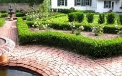 Baby Gem Boxwood - 6 Pack Of 1 Gallon Pots 15 Baby Gem Boxwood - 6 Pack Of 1 Gallon Pots -Outdoor Garden Store Picture Boxwood Baby Gem Hedges 3