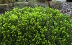 Baby Gem Boxwood - 7 Gallon Pot 16 Baby Gem Boxwood - 7 Gallon Pot -Outdoor Garden Store Picture Boxwood Baby Gem Leaves 2