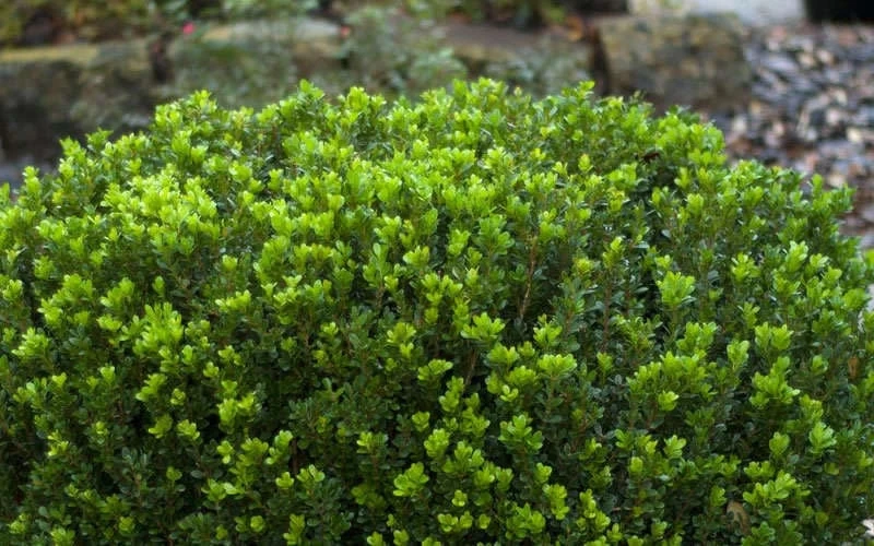 Baby Gem Boxwood - 6 Pack Of 1 Gallon Pots 9 Baby Gem Boxwood - 6 Pack Of 1 Gallon Pots - Image 7