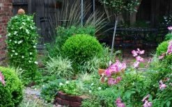 Baby Gem Boxwood - 1 Gallon Pot 17 Baby Gem Boxwood - 1 Gallon Pot -Outdoor Garden Store Picture Boxwood Baby Gem Specimen