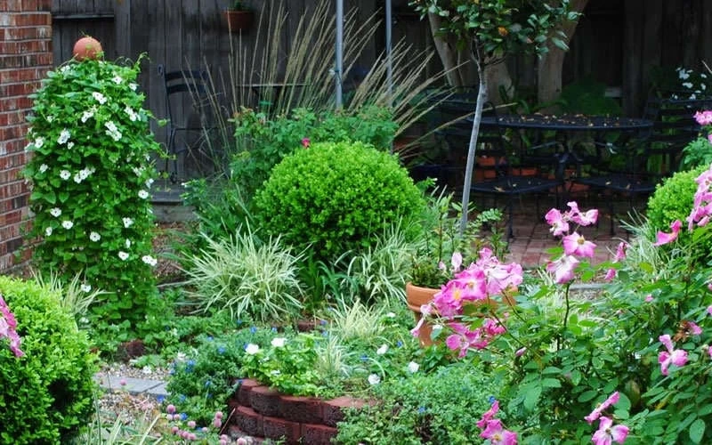 Baby Gem Boxwood - 1 Gallon Pot 10 Baby Gem Boxwood - 1 Gallon Pot - Image 8