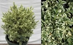 Dwarf Variegated Boxwood - 2 Gallon Pot 12 Dwarf Variegated Boxwood - 2 Gallon Pot -Outdoor Garden Store Picture Boxwood Dwarf Variegated