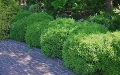 Franklins Gem Dwarf Boxwood - 3 Gallon Pot 13 Franklins Gem Dwarf Boxwood - 3 Gallon Pot -Outdoor Garden Store Picture Boxwood Franklins Gem 2 1