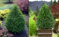 Green Mountain Boxwood - 3 Gallon Pot 15 Green Mountain Boxwood - 3 Gallon Pot -Outdoor Garden Store Picture Boxwood Green Mountain 2 4