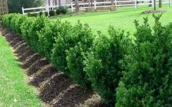 Green Mountain Boxwood - 2 Gallon Pot 13 Green Mountain Boxwood - 2 Gallon Pot -Outdoor Garden Store Picture Boxwood Green Mountain Hedge 2