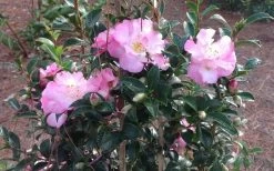 October Magic Orchid Camellia - 2 Gallon Pot 10 October Magic Orchid Camellia - 2 Gallon Pot -Outdoor Garden Store Picture CamelliaOrchidOctoberMajic 2