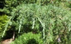 Deodar Cedar Tree - 6 Pack Of 1 Gallon Pots -Outdoor Garden Store Picture Cedar Deodara 2