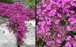 Red Creeping Thyme (Thymus Praecox 'Coccineus') - 5 Pack Of Quart Pots 13 Red Creeping Thyme (Thymus Praecox 'Coccineus') - 5 Pack Of Quart Pots -Outdoor Garden Store Picture Creeping Thyme Red 4