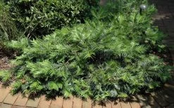 Creeping Japanese Plum Yew (Cephalotaxus Harringtonia 'Prostrata') - 3 Gallon Pot -Outdoor Garden Store Picture Creeping Yew