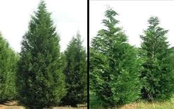 Leyland Cypress - 1 Gallon Pot 13 Leyland Cypress - 1 Gallon Pot -Outdoor Garden Store Picture Cypress Leyland 1